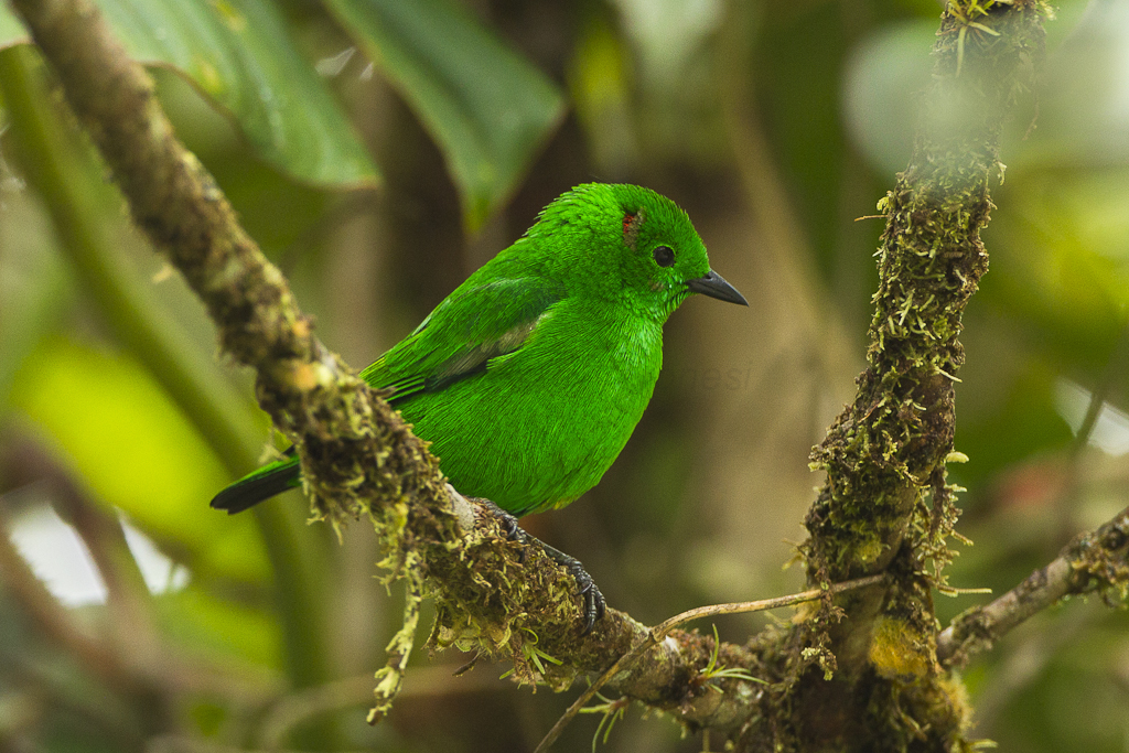 Glistening-Green Tanager