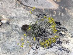 Oedera sedifolia