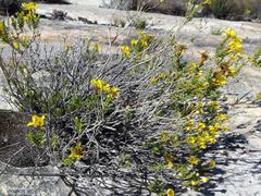 Oedera sedifolia