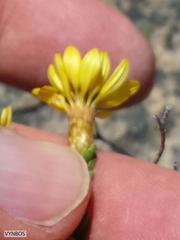 Oedera sedifolia
