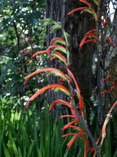 Image of Chasmanthe bicolor by (c) naturewatchwidow, some rights reserved (CC BY)