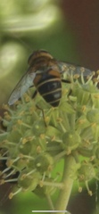 Eristalis pertinax