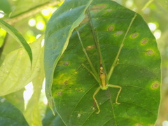 Melanophoxus brunneri