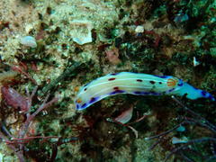 Hypselodoris capensis