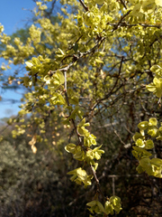 Bougainvillea praecox