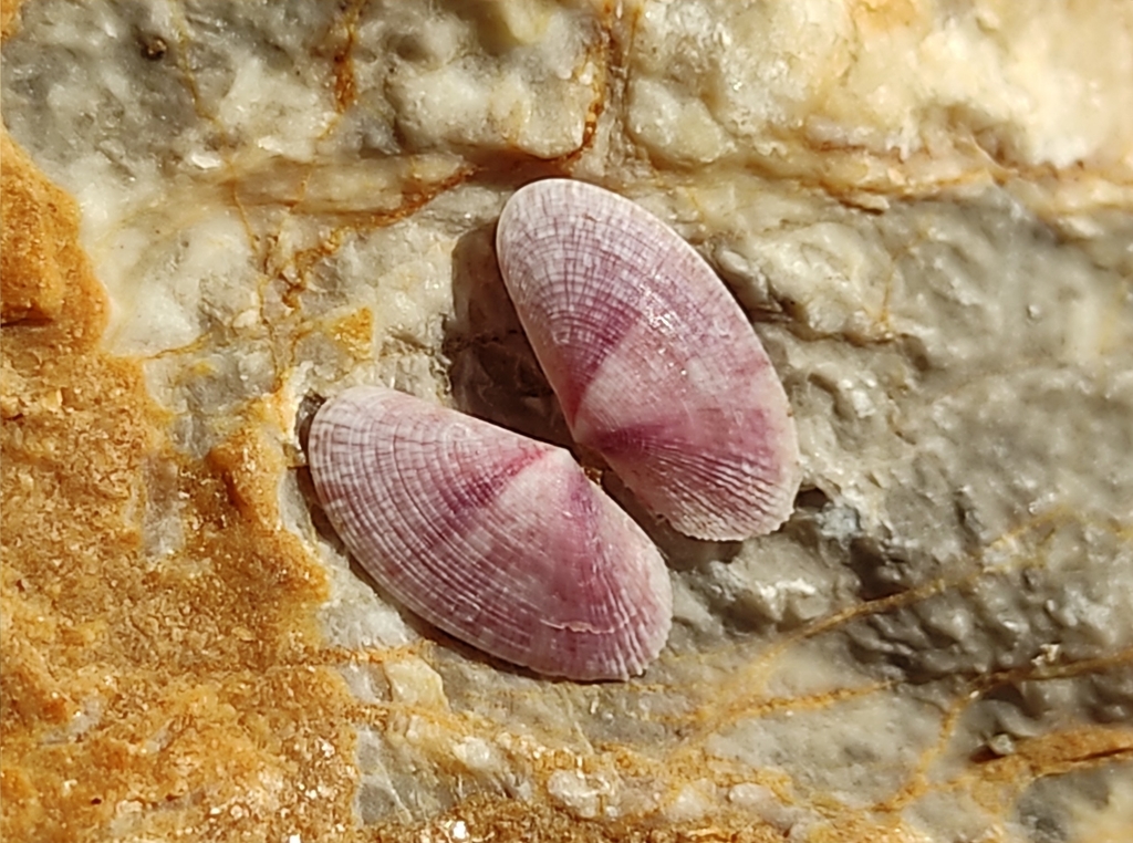Ribbed Sunset Clam