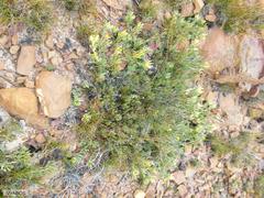 Leucadendron arcuatum