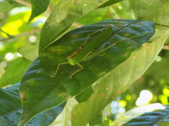 Melanophoxus brunneri