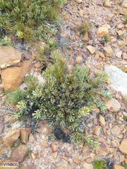 Leucadendron arcuatum
