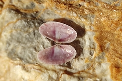 Gari costulata