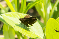 Ginungagapus ranesus