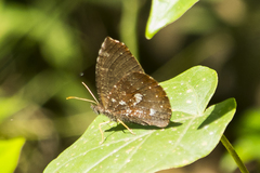 Godartiana muscosa