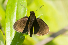 Ginungagapus ranesus