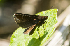 Ginungagapus ranesus