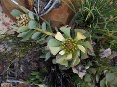 Leucadendron arcuatum