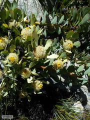 Leucadendron arcuatum