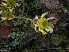 Leucadendron arcuatum