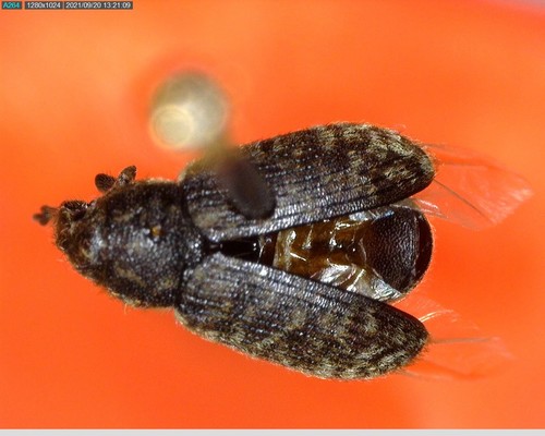iNaturalist observation photo of Nodding Thistle Receptacle Weevil