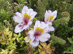Alstroemeria philippii