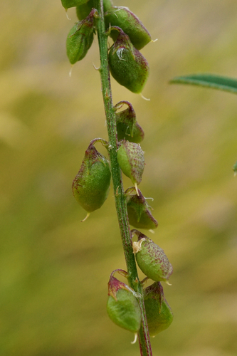 Image of Melilotus dentatus by (c) Patrick Hacker, some rights reserved (CC BY)