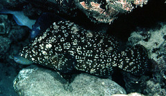 Smooth Grouper photo 2