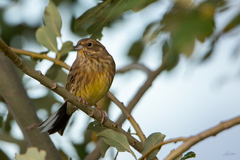 Emberiza citrinella