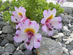 Alstroemeria philippii