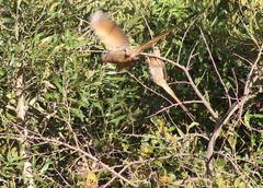 Urocolius indicus indicus