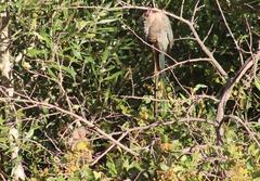 Urocolius indicus indicus