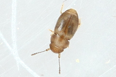 Ptiliidae