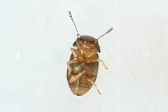 Ptiliidae