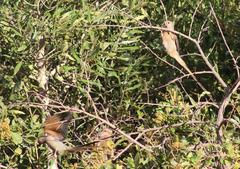 Urocolius indicus indicus