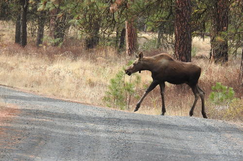 Moose photographed in Washington