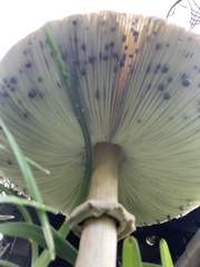 Chlorophyllum molybdites image