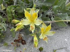 Alstroemeria werdermannii flavicans