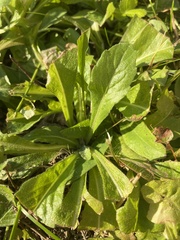 Media resource of Erigeron annuus