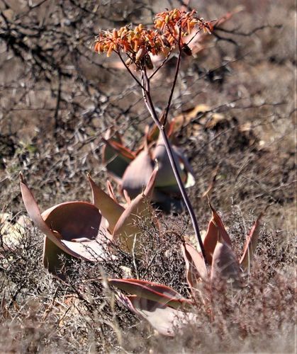 Aloe striata (Aloe striata)