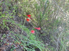 Phycella cyrtanthoides