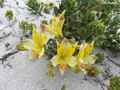 Alstroemeria werdermannii flavicans