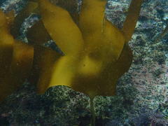 Laminaria pallida