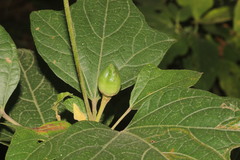 Azanza lampas
