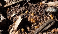 Sphaerobolus stellatus