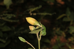 Azanza lampas