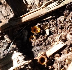 Sphaerobolus stellatus