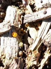 Sphaerobolus stellatus