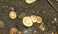 Tarzetta cupularis