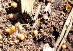 Sphaerobolus stellatus