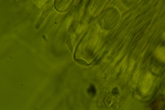 Tarzetta cupularis