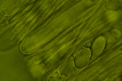Tarzetta cupularis