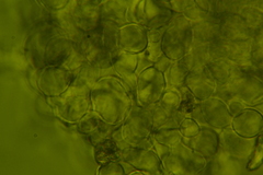 Tarzetta cupularis